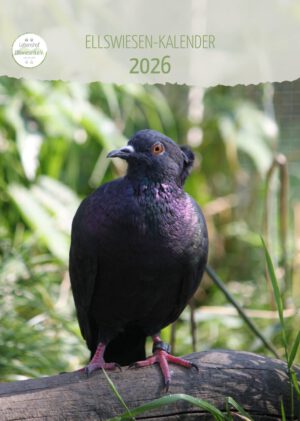 Kalender 2026 Seite 01 - Taube Rainy