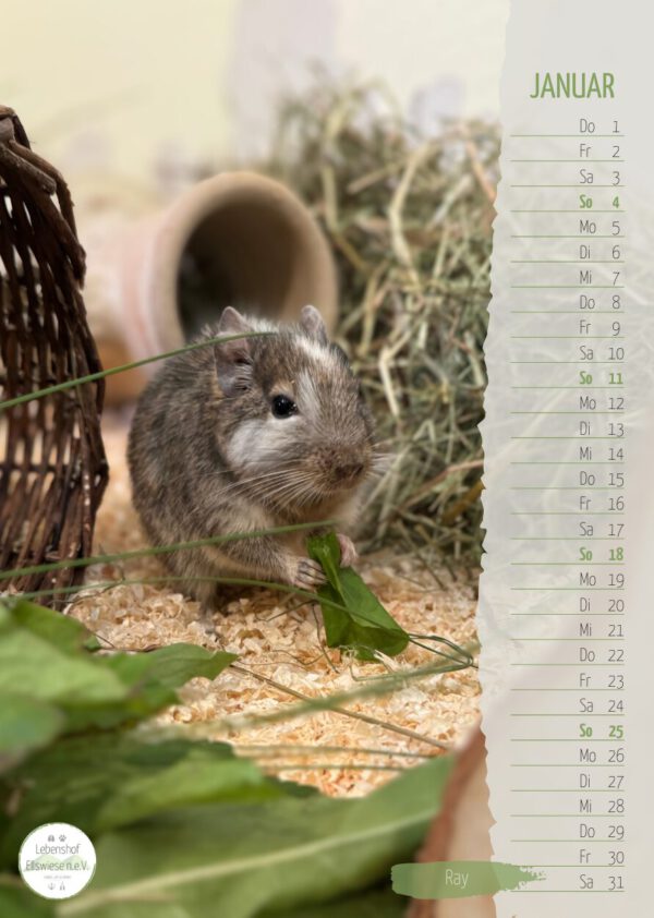 Kalender 2026 Seite 02 - Degu Ray