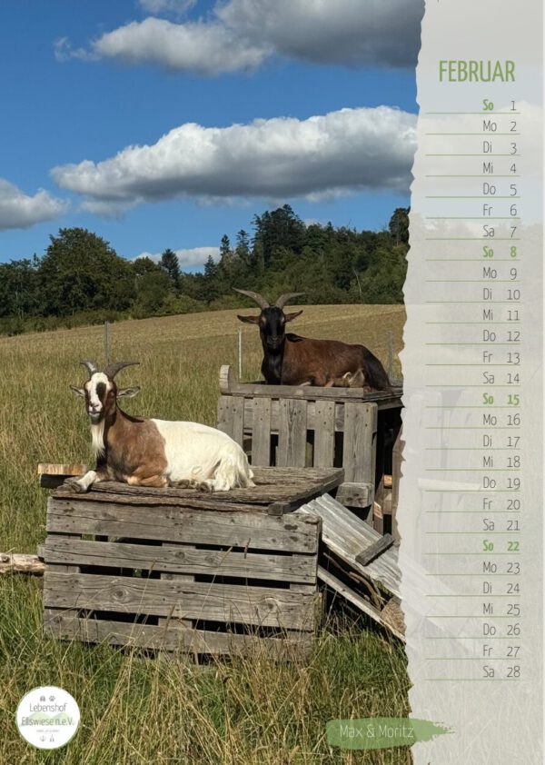 Kalender 2026 Seite 03 - Ziegen Max und Moritz