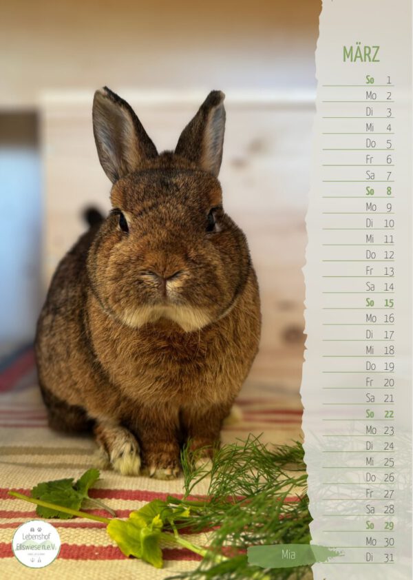 Kalender 2026 Seite 04 - Kaninchen Mia