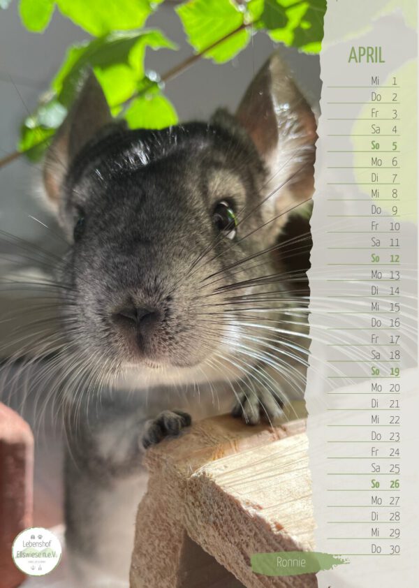 Kalender 2026 Seite 05 - Chinchilla Ronnie