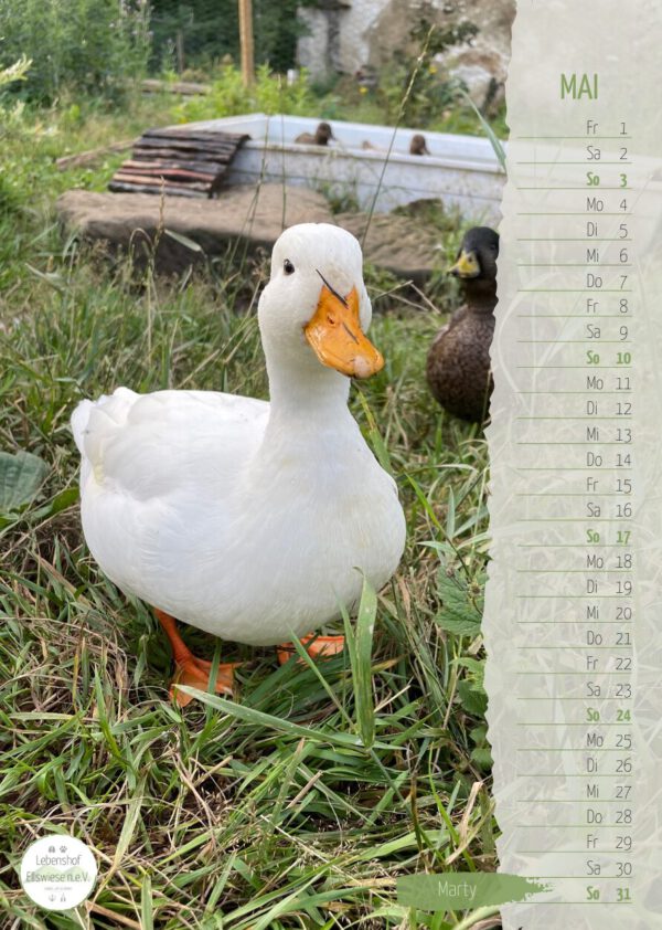 Kalender 2026 Seite 06 - Ente Marty