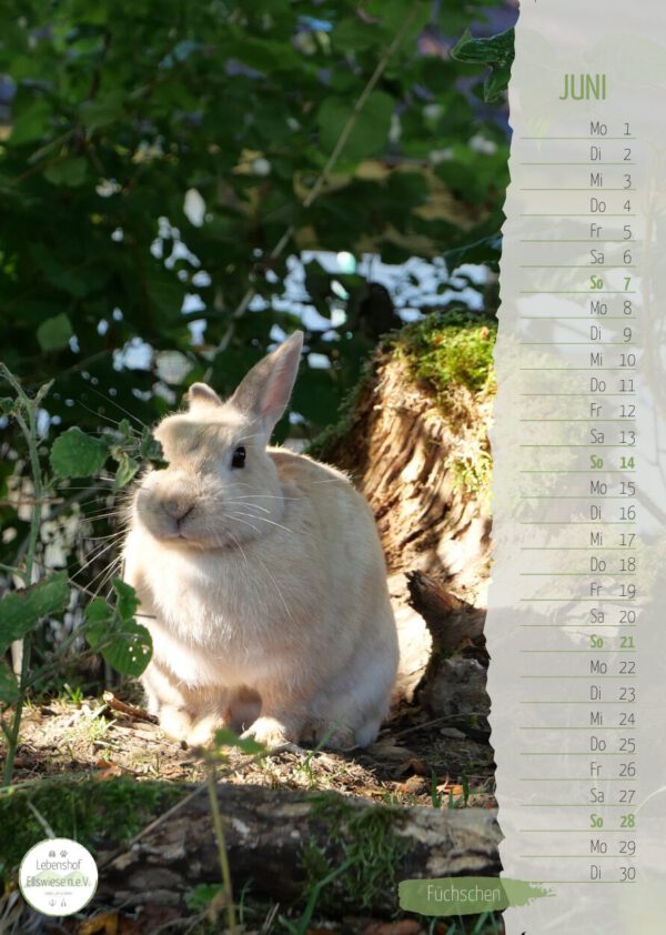 Kalender 2026 Seite 07 - Kaninchen Füchschen
