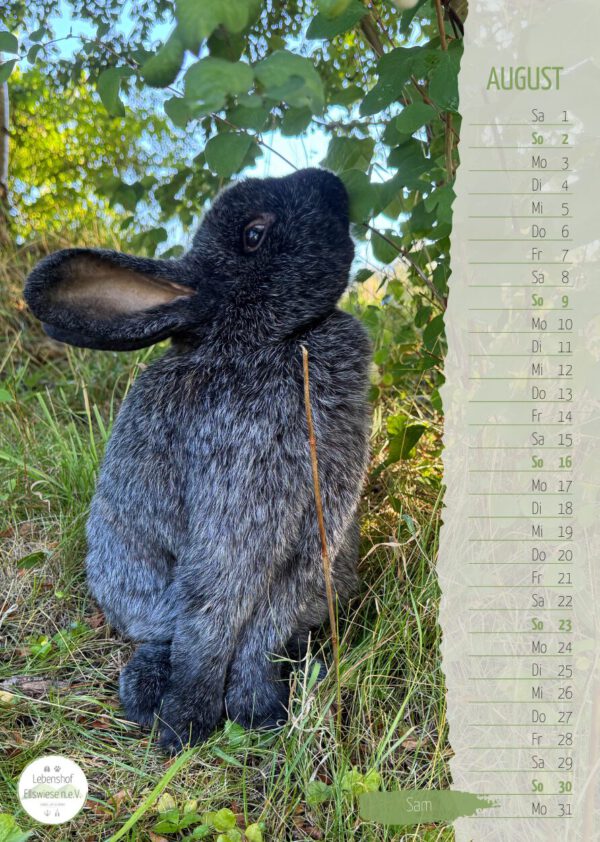 Kalender 2026 Seite 09 - Kaninchen Sam
