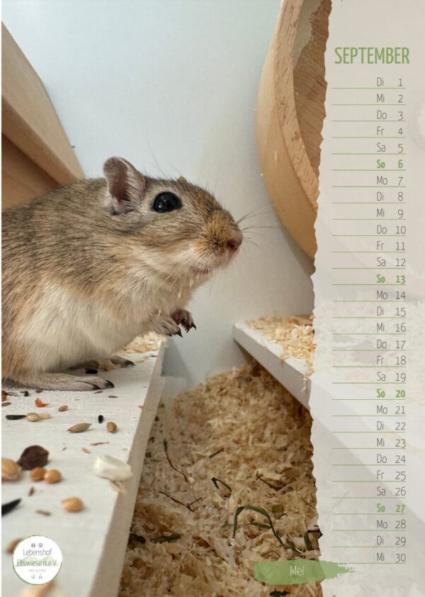 Kalender 2026 Seite 10 - Rennmaus Mel