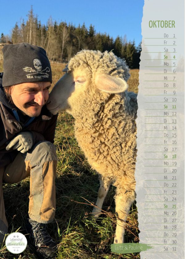 Kalender 2026 Seite 11 - Schaf Pauline