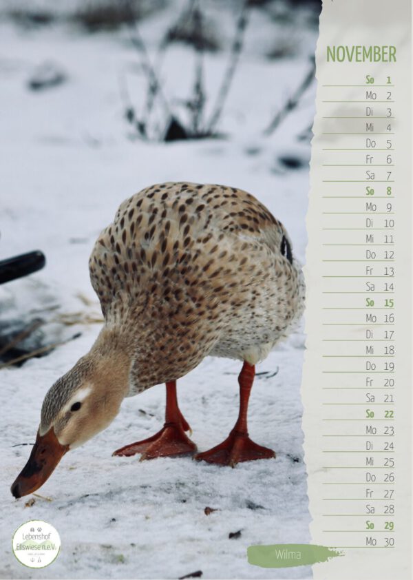Kalender 2026 Seite 12 - Ente Wilma