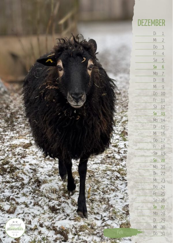 Kalender 2026 Seite 13 - Schaf Feli