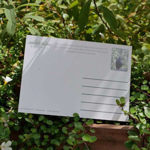 Postkarte "Rainy - Taube" – Bild 2