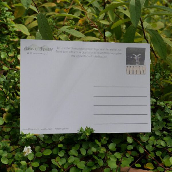 Postkarte "Moritz - In Seitan we trust" – Bild 2